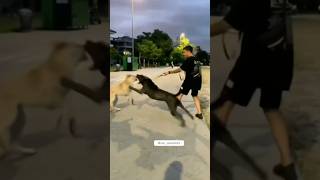 Não deixem seus cães soltos!!! Leia nos comentários. #adestramento #cachorro #vocesabia #shorts