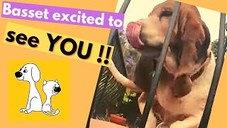 Happy Basset dog | Excited Basset happy to see you| #shorts