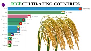 Rice Cultivating Countries | Paddy | Racing World | India | China | Indonesia