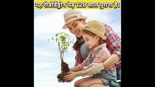 यह पेड़ 128 साल पुराना है? 😱 amazing facts #shorts #trending #facts #youtubeshorts