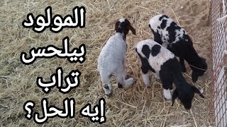 لو المولود بيلحس تراب... إيه الحل؟