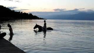 Pferd beim Schwimmen in Trpanj - Kroatien