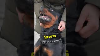 Did you Know? Rottweiler Facts