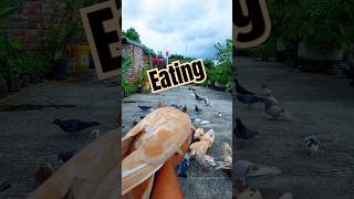 Pigeon eating #pigeon #eating #birds #pets #shorts