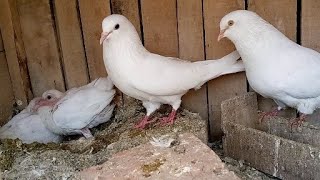 Last Breeding Progress 2024 || M Asad Birds || #MAsadBirds #Pigeon #Kabutar