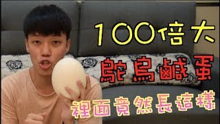 【狠愛演】100倍大鴕鳥鹹蛋,裡面竟然長這樣！！