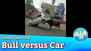 Funny Gone Viral / Bull Vs Car, Crazy Quadbike, Flying Fish and MORE!  hilarious compilation video