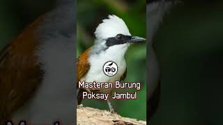 Poksay Jambul