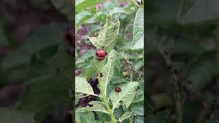 Look At These Red Beetles Eating My Potato Leaves!