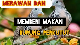 Burung perkutut super jinak/memberi makan burung peliharaan#pemulakicaukicau