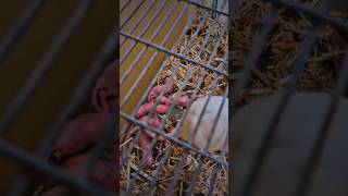 Cute mama albino rat with her pups #rats #rattus #albino #mama #babies #pups