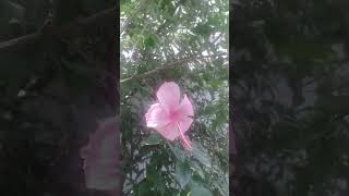 Hibiscus 🌺 flowers #shorts#youtubeshorts#naturelovers#naturephotography#hibiscusflowers