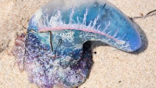 PORTUGUESE MAN O' WAR AND FREEDOM OF NAVIGATION. #china #hainan #wanning #travelingchina