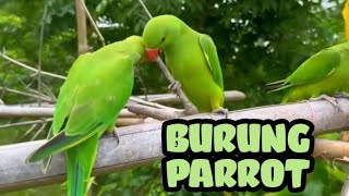 Burung Parrot Turki #birds #duniaburungkicau #pecintaburungindonesia #pecintaburung