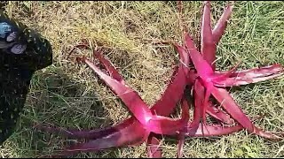 Original Red Aloe vera tree || Call me Sadab 8459487861