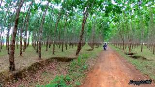 Madhupur Rubber Garden Pirgacha Tangail  মধুপুর পীরগাছা রাবার বাগান টাঙ্গাইল Beautiful  Bangladesh