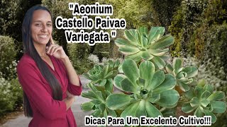 Aeonium Castello Paivae Variegata # Dicas Para Um Excelente Cultivo!!!