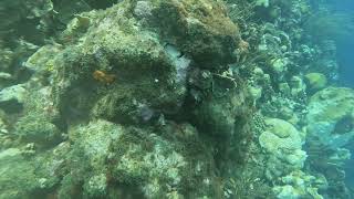 Watamula Reef, 1-16-24, Curacao