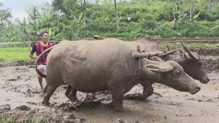 Membajak Sawah Dengan Kerbau, Suasana Pedesaan Cianjur