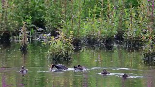 Zwergtaucher im Enger Bruch