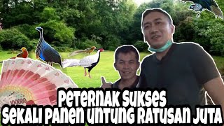 Peternak sukses Indonesia - Sekali panen untung ratusan juta