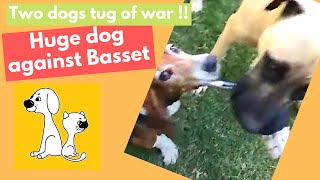 Dogs tug of war! Basset tug with huge dog! #shorts