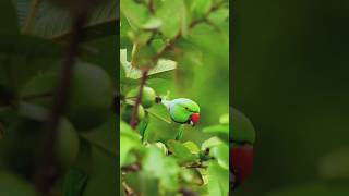 #nature #natural #naturelovers #love #bird #lovely #birds #lover #short #video #shorts