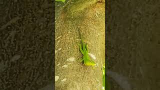 #jamaican green lizard 🦎