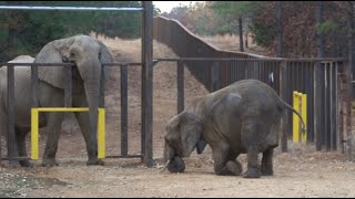 The Elephant Sanctuary | Artie and Nosey Greet Each Other