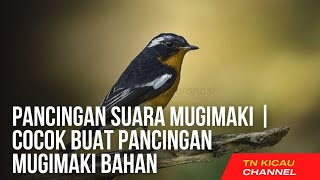 Pancingan suara mugimaki | cocok buat pancingan mugimaki bahan