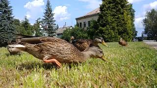 Ducks Eating Bread. LG G6