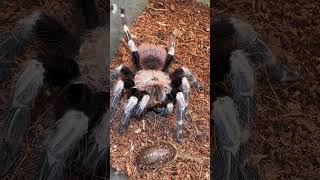 Nhandu chromatus #tarantula