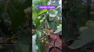 tabulampot jambu madu Deli #shorts