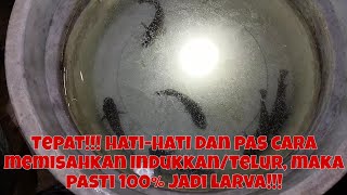 CARA!!! MEMISAHKAN INDUKKAN/TELUR IKAN BETOK/PAPUYU