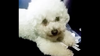 But Doggies Can't Have...     (It's so hard to say no to a Bichon Frise)