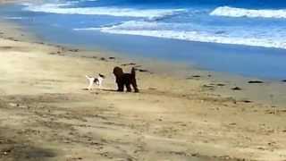 My Toy Fox Terrier @ The Beach