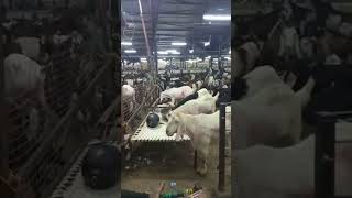 Qurbani Mubarak / bakra Eid, #Qurbani #bakraEid #shortvideo