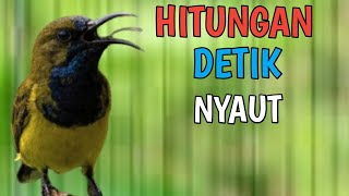 HITUNGAN DETIK NYAUT❗❗ PANCINGAN SOGON PALING AMPUH PASTI NYAUT