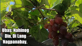 UBAS UPDATE: Nahinog Din, Di Lang Nagpanabay #Ubas