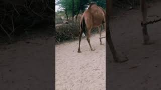 Camel walking in desert . #animals #trending