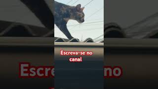 #viralvideo #fofimhos #viralvideo #memes #gatofofo #cat #gatosfofos #pets #gatosengracados #brasil