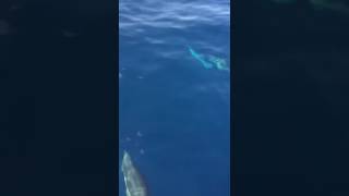 Sailing with dolphins on Aegean See.