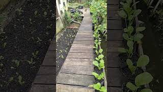 Solusi Berkebun di Lahan Sempit!!! Berkebun di Atas Jembatan!!!