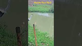 Veja quem voltou no lago.