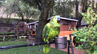 Our Blue Front Amazon Taking Bird Bath Outside Lazy Summer Afternoon