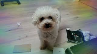 Want More?  - Bichon Frise Hears the Treat Bag Opening