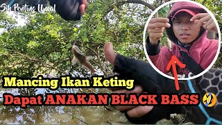 Spot Di Bawah Pohon Memang Ajib || Mancing Ikan Keting