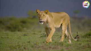 Lioness Walking Towards Camera