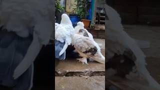 Kabutar bazi #shorts #viralvideos #shortsviral #nafeespigeon #pigeon #bird