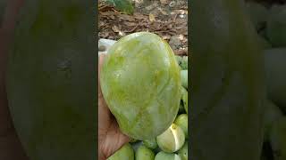 Mangga daging terbesar #shortvideo #shorts #short